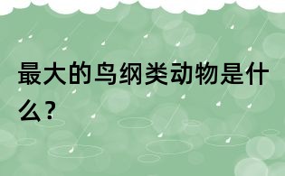 最大的鳥綱類動物是什么？