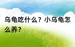烏龜吃什么？小烏龜怎么養(yǎng)？